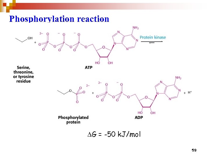 Phosphorylation reaction DG = -50 k. J/mol 59 