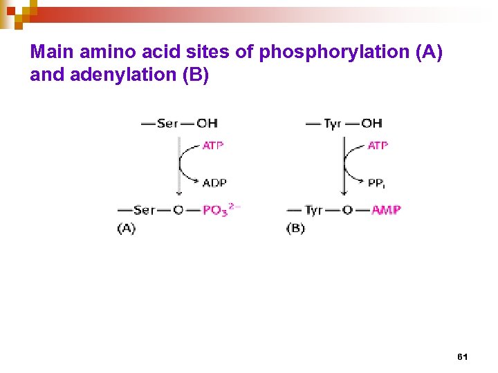 Main amino acid sites of phosphorylation (A) and adenylation (B) 61 