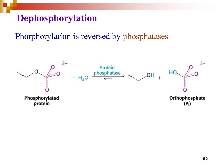 Dephosphorylation Phorphorylation is reversed by phosphatases 62 