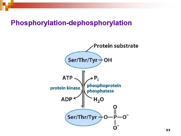 Phosphorylation-dephosphorylation 63 