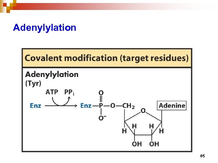 Adenylylation 65 