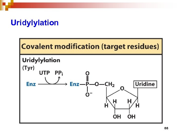 Uridylylation 66 