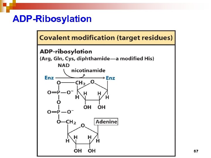 ADP-Ribosylation 67 