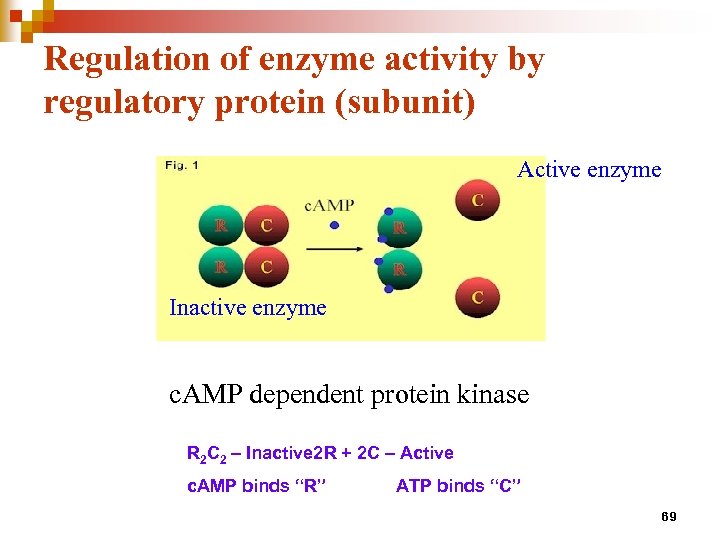 Regulation of enzyme activity by regulatory protein (subunit) Active enzyme Inactive enzyme c. AMP