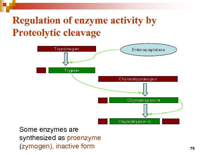 Regulation of enzyme activity by Proteolytic cleavage Some enzymes are synthesized as proenzyme (zymogen),