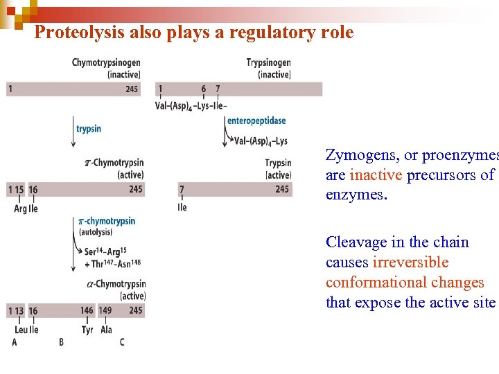 Proteolysis also plays a regulatory role • Zymogens, or proenzymes are inactive precursors of