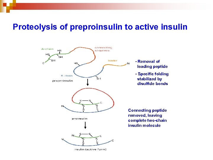 Proteolysis of preproinsulin to active insulin - Removal of leading peptide - Specific folding