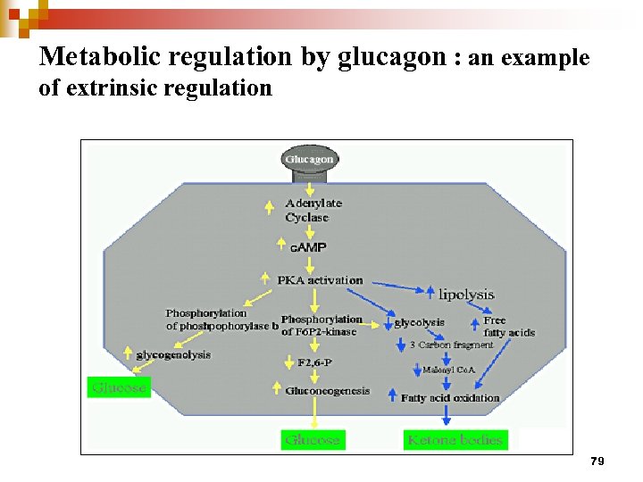 Metabolic regulation by glucagon : an example of extrinsic regulation 79 