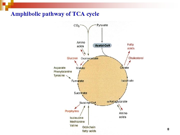 Amphibolic pathway of TCA cycle 8 