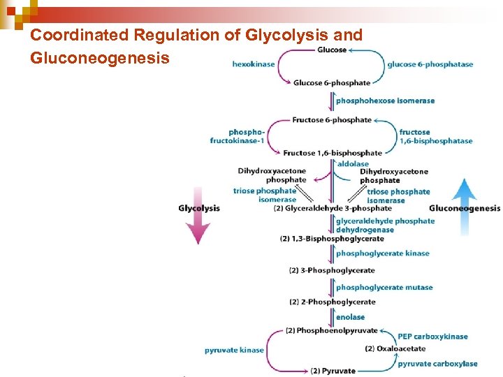 Coordinated Regulation of Glycolysis and Gluconeogenesis 