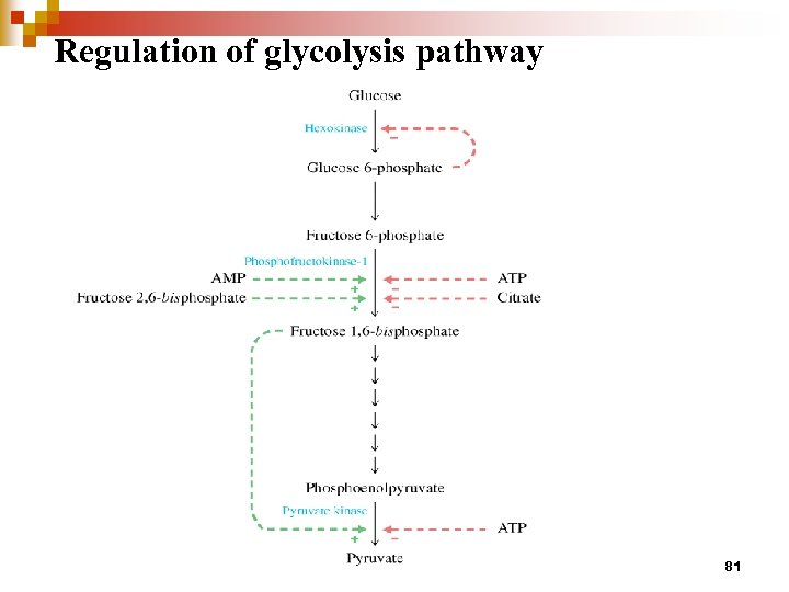 Regulation of glycolysis pathway 81 