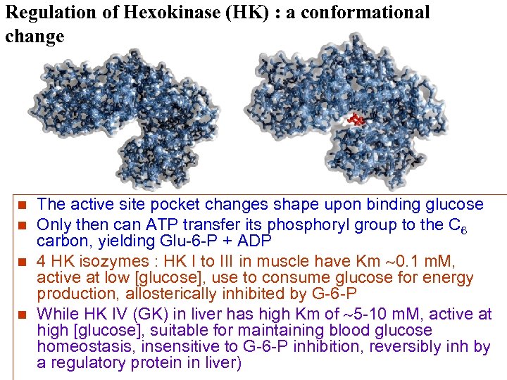 Regulation of Hexokinase (HK) : a conformational change n n The active site pocket