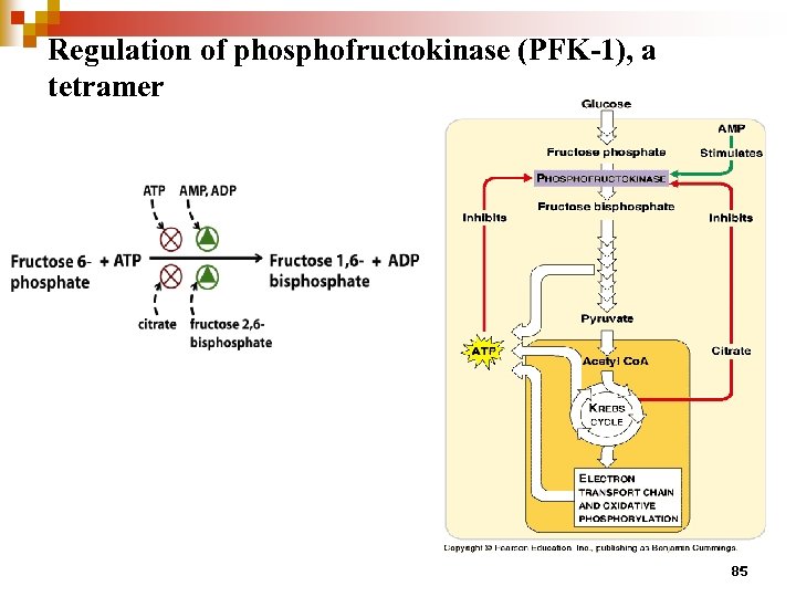 Regulation of phosphofructokinase (PFK-1), a tetramer 85 