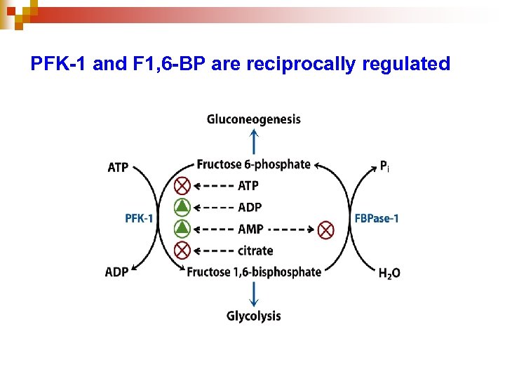 PFK-1 and F 1, 6 -BP are reciprocally regulated 