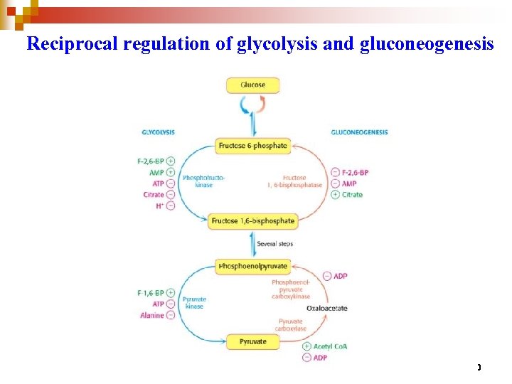 Reciprocal regulation of glycolysis and gluconeogenesis 90 