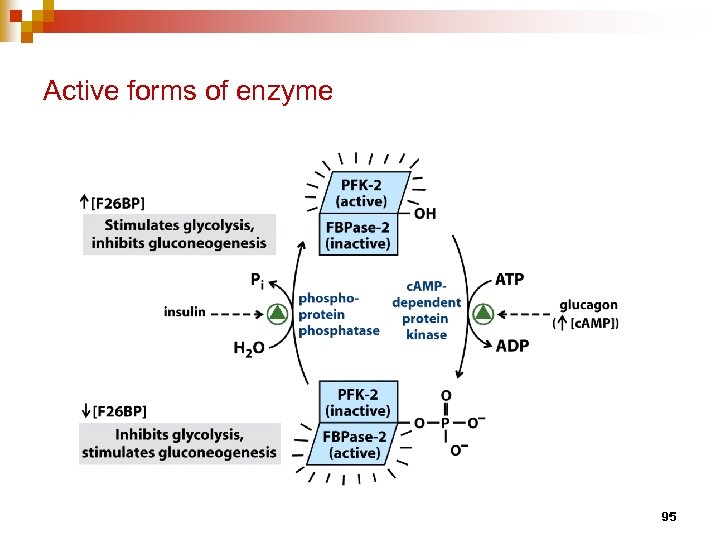 Active forms of enzyme 95 