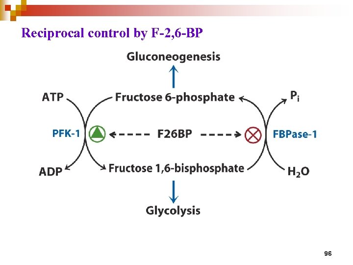 Reciprocal control by F-2, 6 -BP 96 