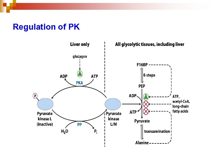 Regulation of PK 