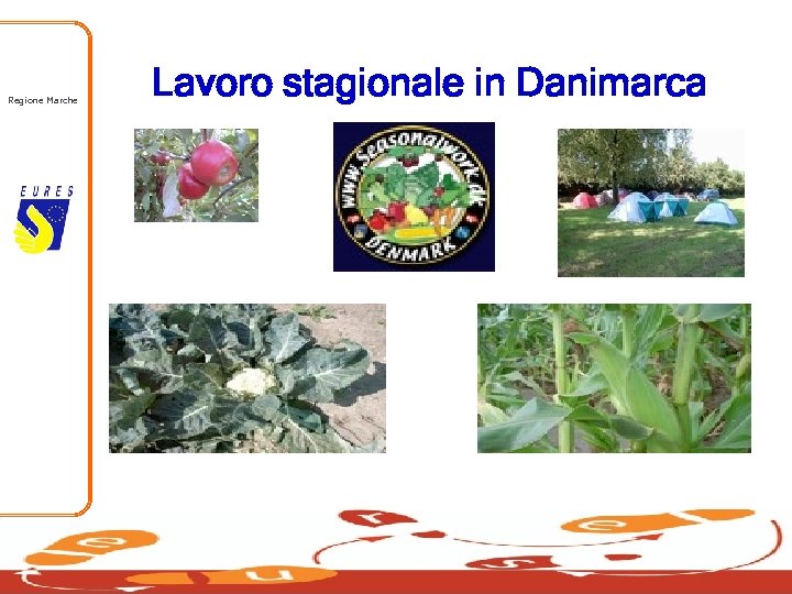 Regione Marche Lavoro stagionale in Danimarca 