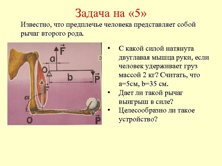 Задача на « 5» Известно, что предплечье человека представляет собой рычаг второго рода. •