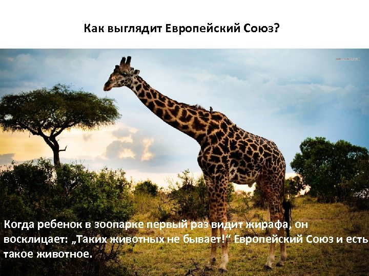 Как выглядит Европейский Союз? Когда ребенок в зоопарке первый раз видит жирафа, он восклицает: