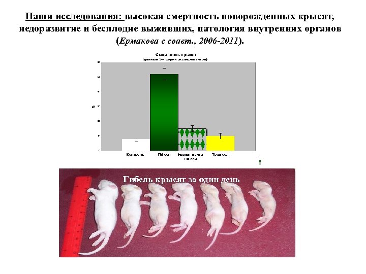 Наши исследования: высокая смертность новорожденных крысят, недоразвитие и бесплодие выживших, патология внутренних органов (Ермакова