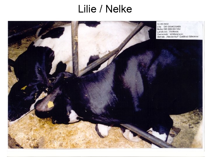 Lilie / Nelke 