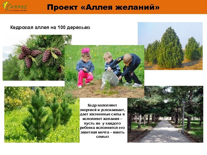 Проект «Аллея желаний» Кедровая аллея на 100 деревьев Кедр наполняет энергией и успокаивает, дает