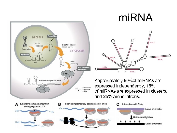 mi. RNA Approximately 60%of mi. RNAs are expressed independently, 15% of mi. RNAs are