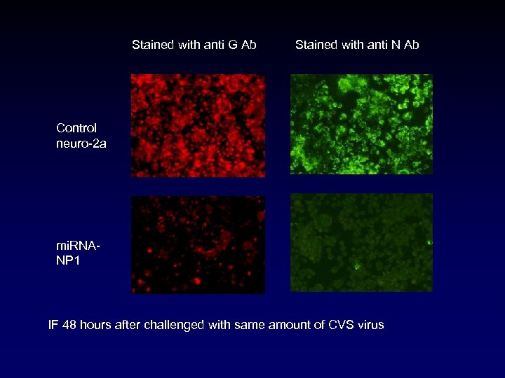 Stained with anti G Ab Stained with anti N Ab Control neuro-2 a mi.
