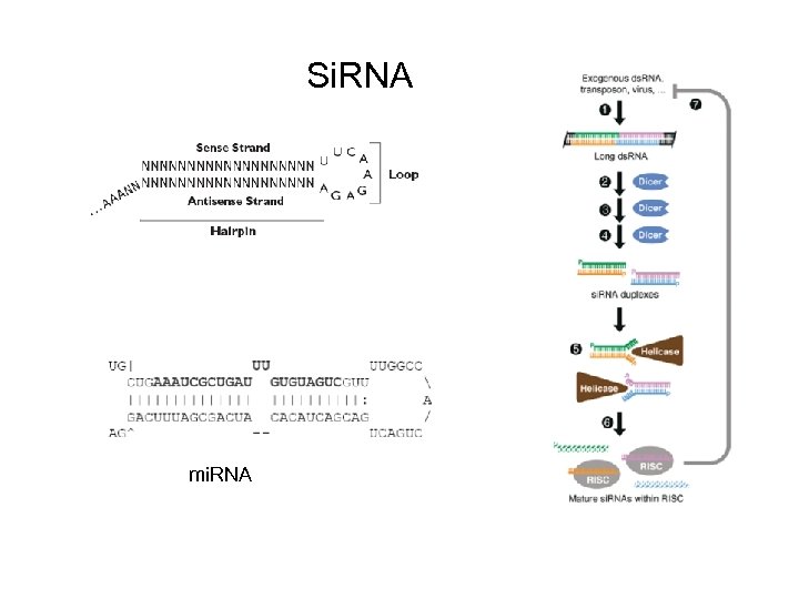 Si. RNA mi. RNA 