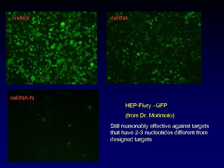 control ds. RNA mi. RNA-N HEP-Flury –GFP (from Dr. Morimoto) Still reasonably effective against