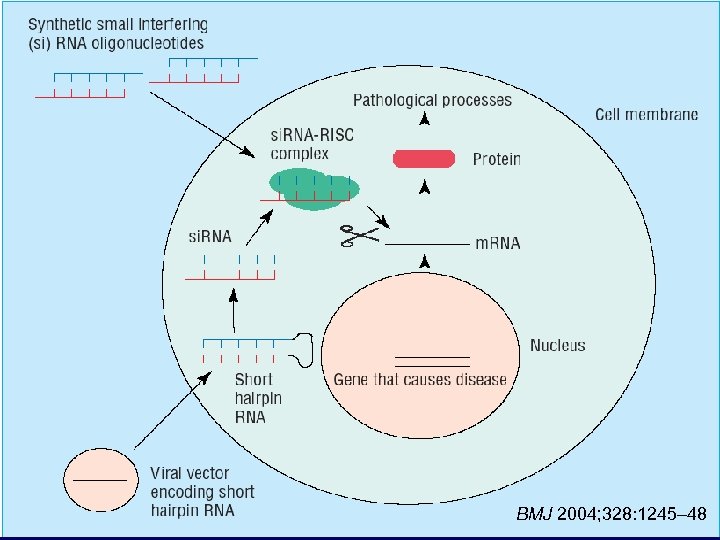 BMJ 2004; 328: 1245– 48 