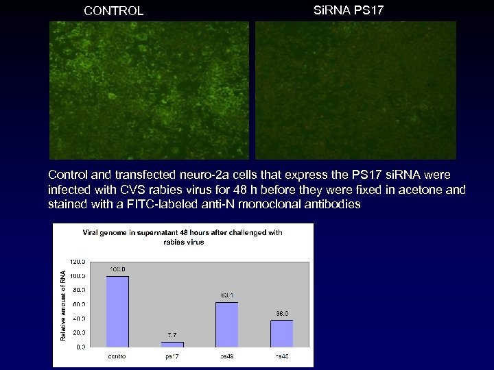 CONTROL Si. RNA PS 17 Control and transfected neuro-2 a cells that express the