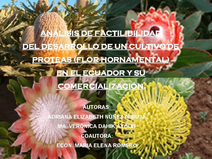 ANÁLISIS DE FACTILIBILIDAD DEL DESARROLLO DE UN CULTIVO DE PROTEAS (FLOR HORNAMENTAL) EN EL