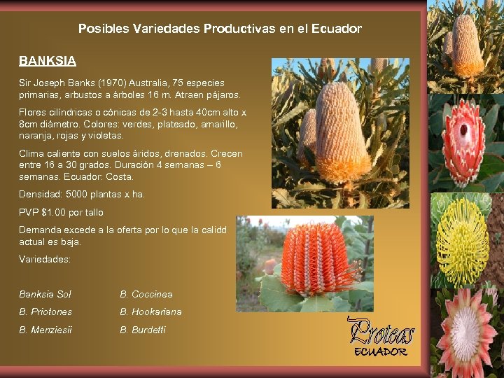 Posibles Variedades Productivas en el Ecuador BANKSIA Sir Joseph Banks (1970) Australia, 75 especies