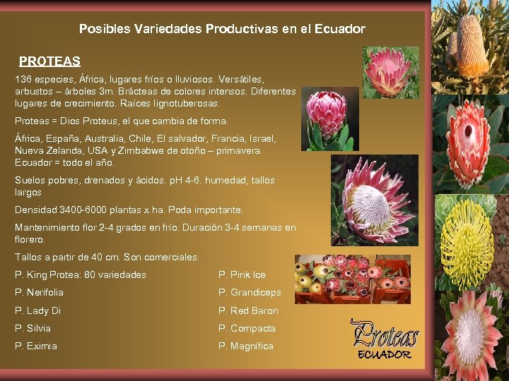Posibles Variedades Productivas en el Ecuador PROTEAS 136 especies, África, lugares fríos o lluviosos.