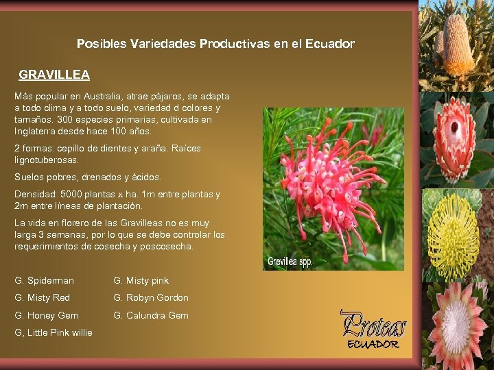 Posibles Variedades Productivas en el Ecuador GRAVILLEA Más popular en Australia, atrae pájaros, se