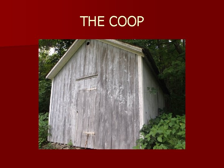 THE COOP 