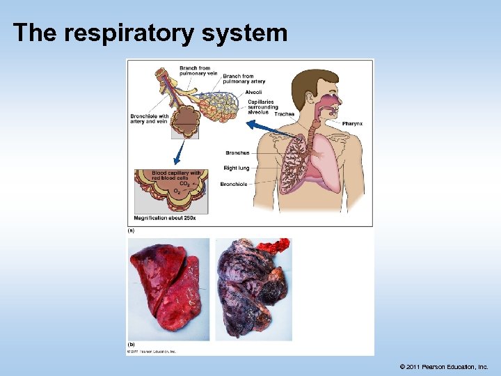 The respiratory system © 2011 Pearson Education, Inc. 