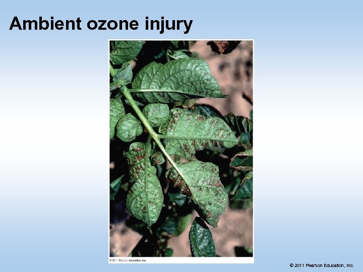 Ambient ozone injury © 2011 Pearson Education, Inc. 