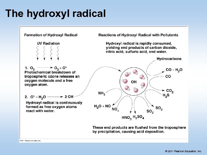 The hydroxyl radical © 2011 Pearson Education, Inc. 