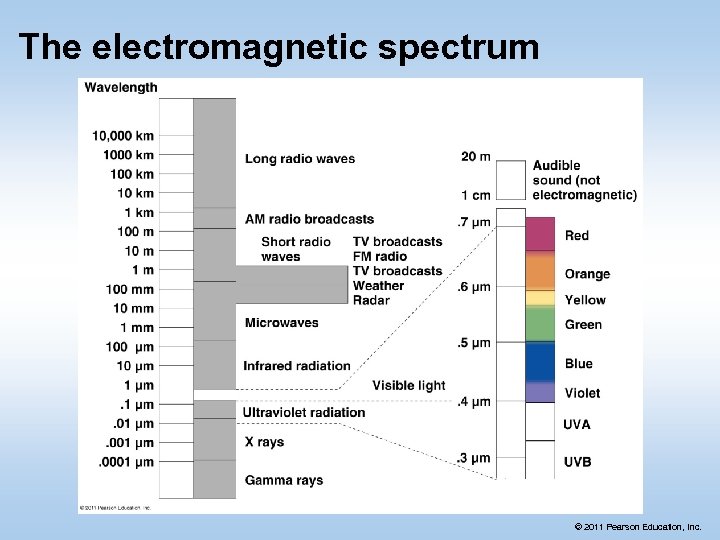 The electromagnetic spectrum © 2011 Pearson Education, Inc. 