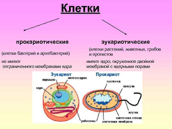 Клетки прокариотические (клетки бактерий и архебактерий) не имеют отграниченного мембранами ядра эукариотические (клетки растений,