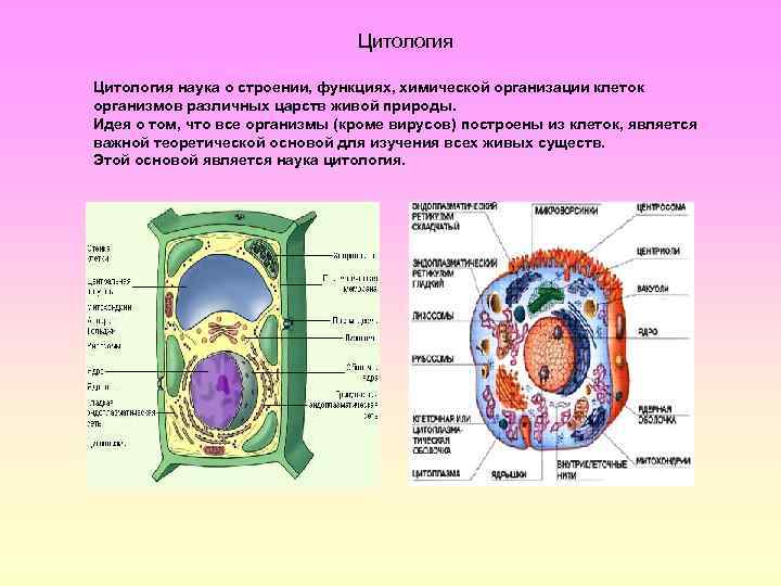 Цитология наука о строении, функциях, химической организации клеток организмов различных царств живой природы. Идея