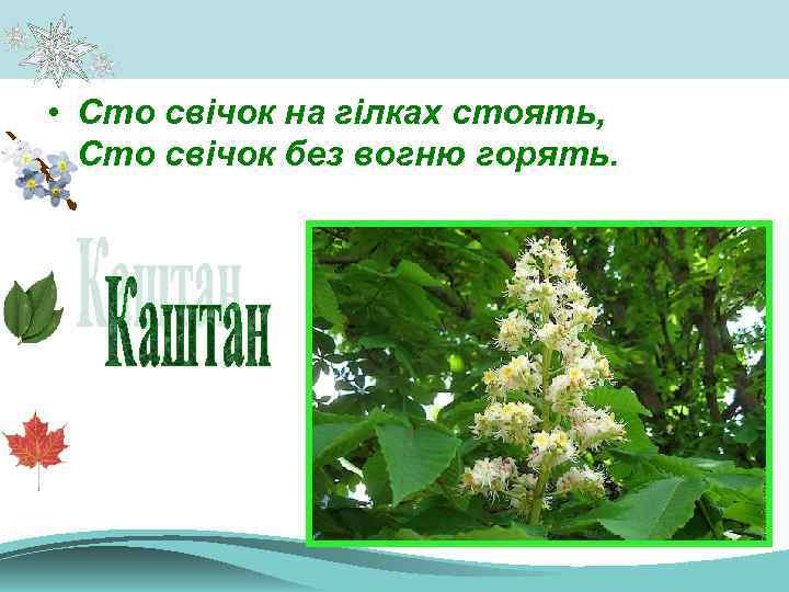  • Сто свічок на гілках стоять, Сто свічок без вогню горять. 