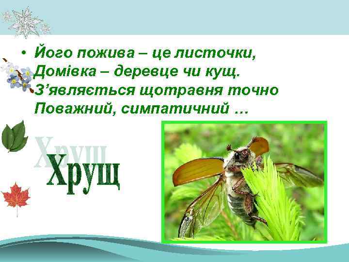  • Його пожива – це листочки, Домівка – деревце чи кущ. З’являється щотравня