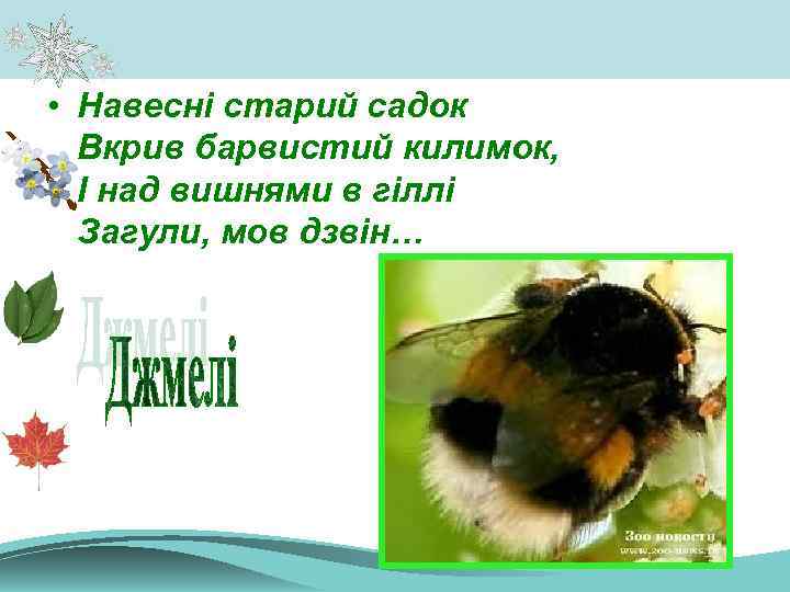  • Навесні старий садок Вкрив барвистий килимок, І над вишнями в гіллі Загули,