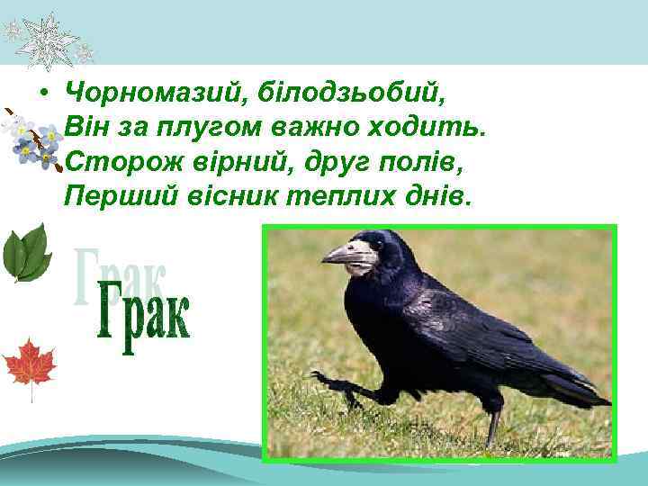  • Чорномазий, білодзьобий, Він за плугом важно ходить. Сторож вірний, друг полів, Перший