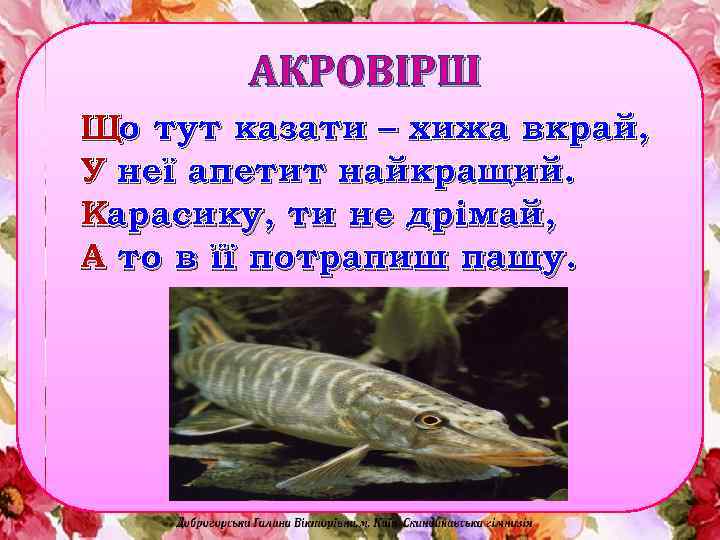 АКРОВІРШ Що тут казати – хижа вкрай, У неї апетит найкращий. Карасику, ти не